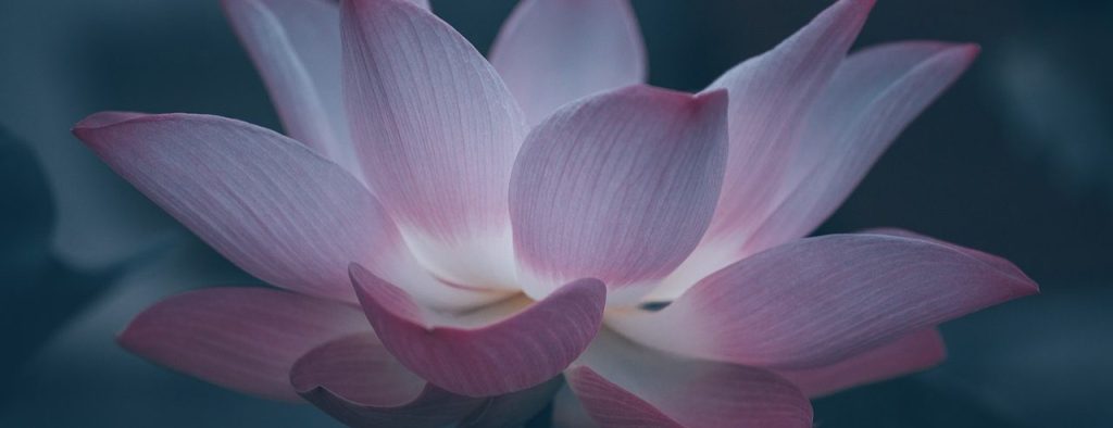 lotus, flower, lotus flower-6474572.jpg