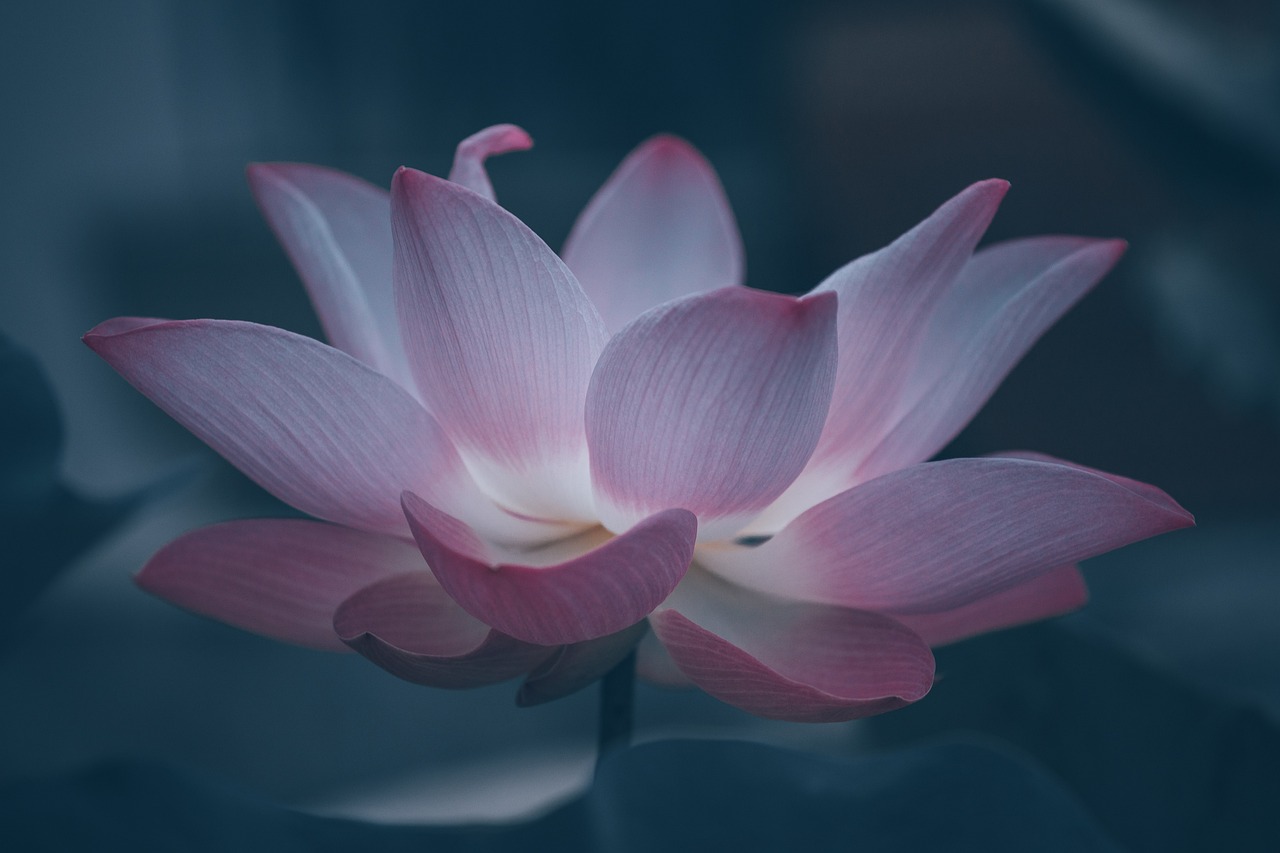 lotus, flower, lotus flower-6474572.jpg
